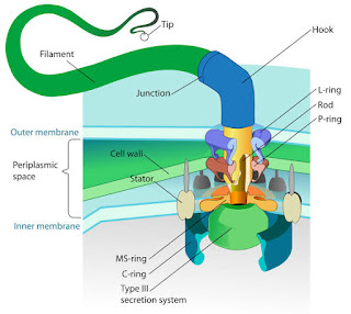 Flagella : Structure & Functions Flagella : Structure & Functions