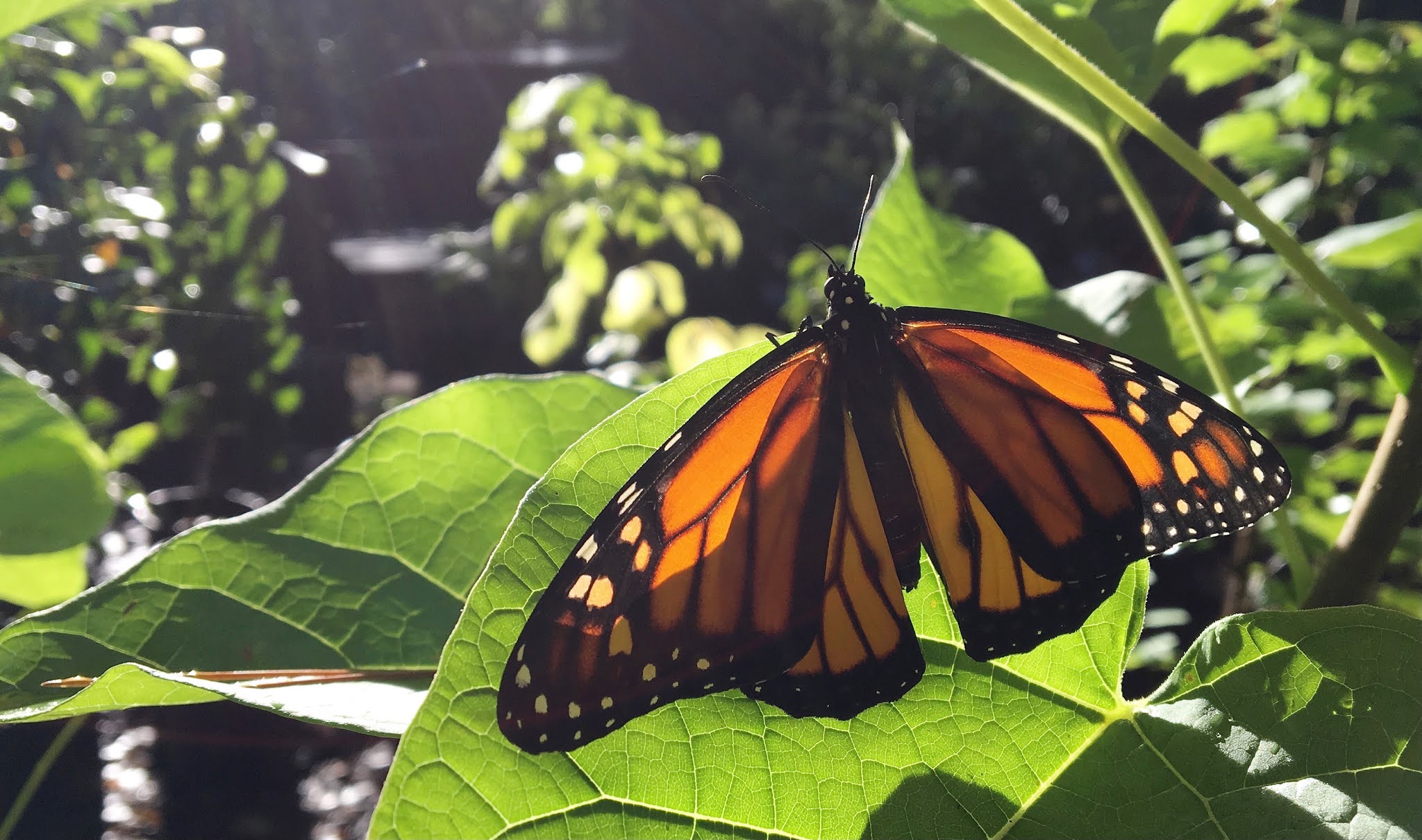 Tropical Milkweed is Harmful to Monarchs & Florida Ecosystems