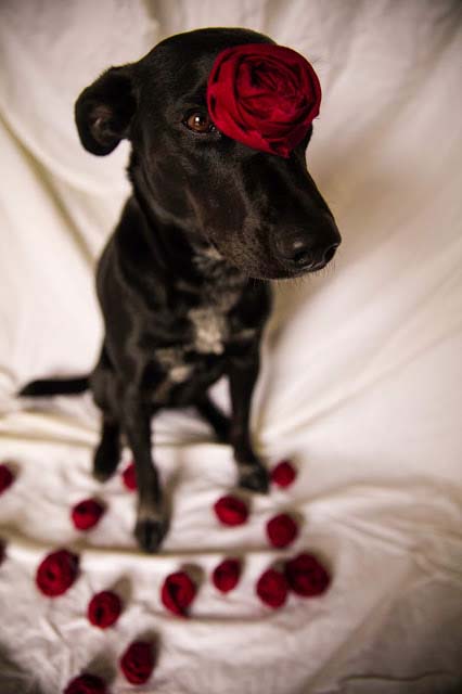 Spend Valentine's day with your dog
