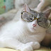 Cats with spectacles - 25 Pics