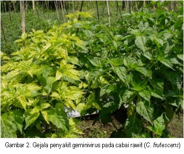 Oyie Penyuluh Pertanian: Penyakit Virus kuning (Gemini Virus) Pada