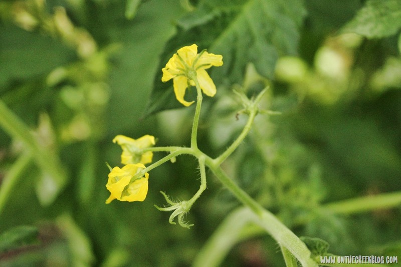 Volunteer cherry tomato plants growing robustly in the garden. | on the creek blog // www.onthecreekblog.com