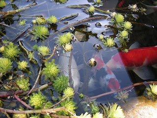 aquatic-plants-for-koi-pond