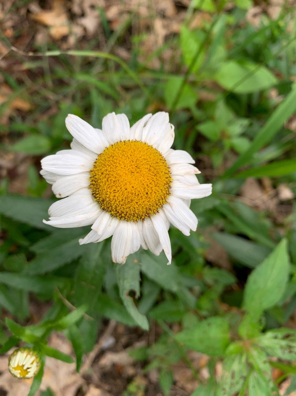 Gerber Daisy flower 