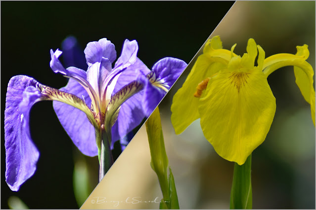 Iris