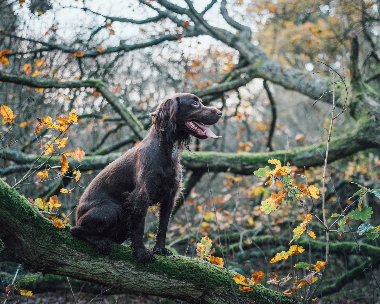 dachshund cocker spaniel on leafy tree liquidgrain liquid grain