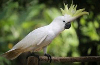 Not Angka Pianika Lagu Burung Kakak Tua Chord Gitar Pianika