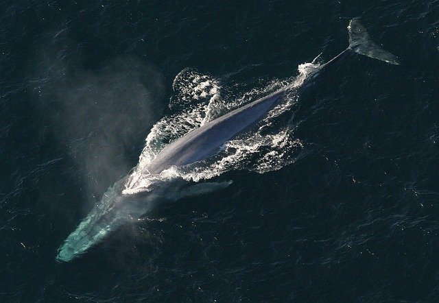 Blue whale's actual color is bluish-gray is another amazing facts about the blue whale