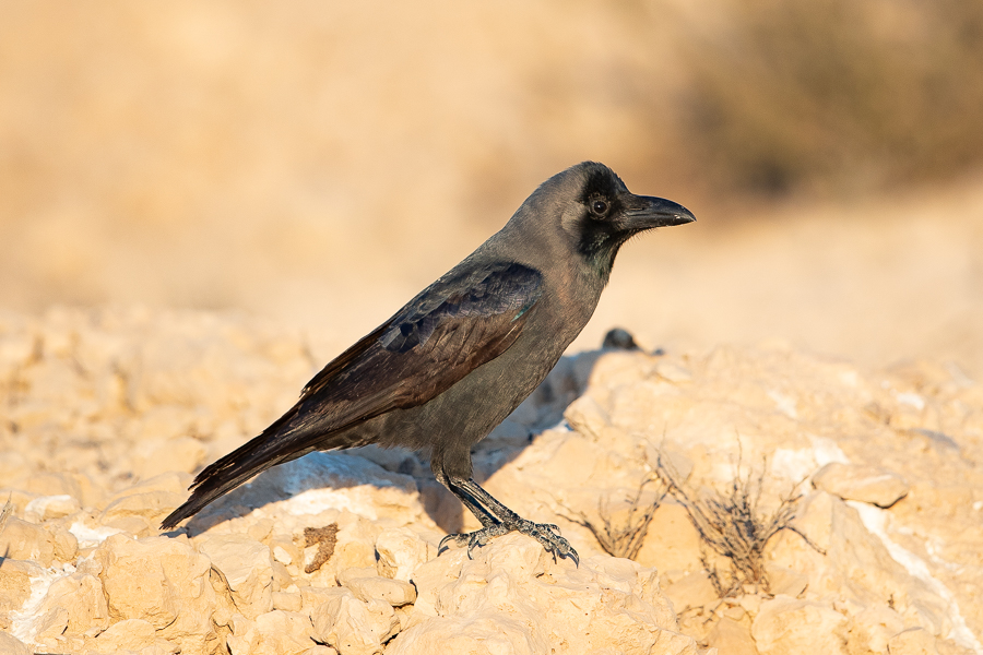 Birds of Saudi Arabia Two invasive species commoner Dhahran