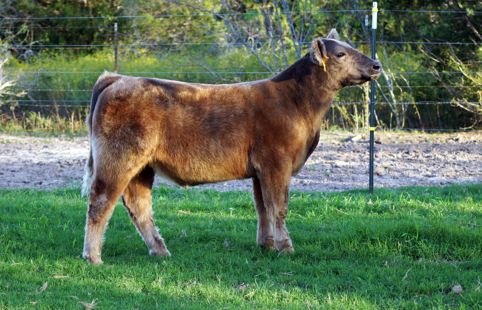 Skinner Cattle Co: Captain Morgan x HooDoo Steer For Sale!