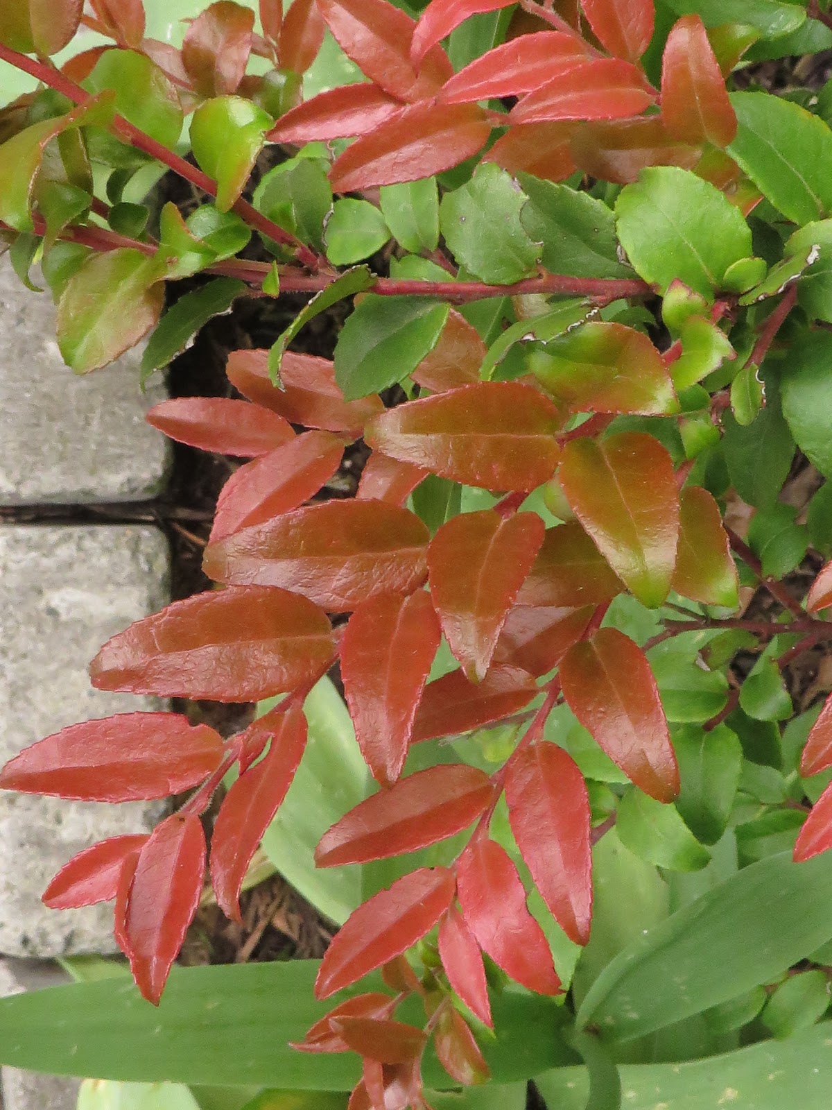 11 Best Juniper Images Plants Juniperus Communis Evergreen