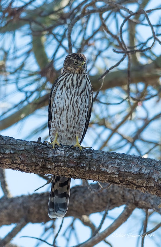 Blue Heron Blast Coopers Hawk, Torrey Pines