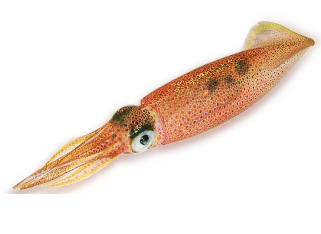 Umpan Jitu Untuk Mancing Di Pinggir Laut Hobi Mancing