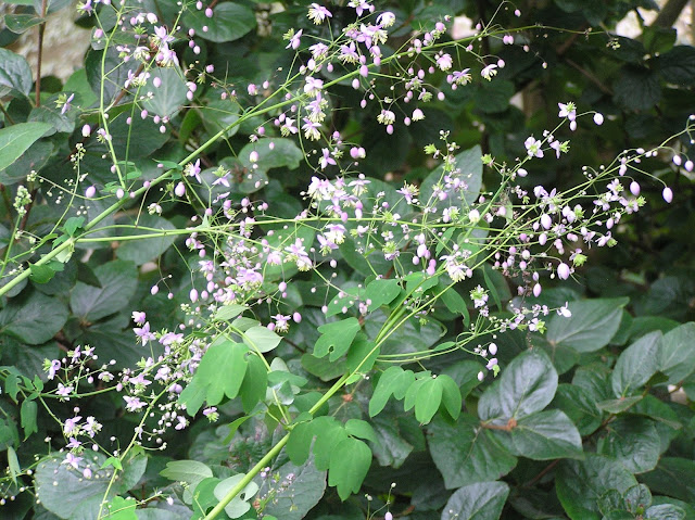 rutewka delavaya, thalictrum delavayi