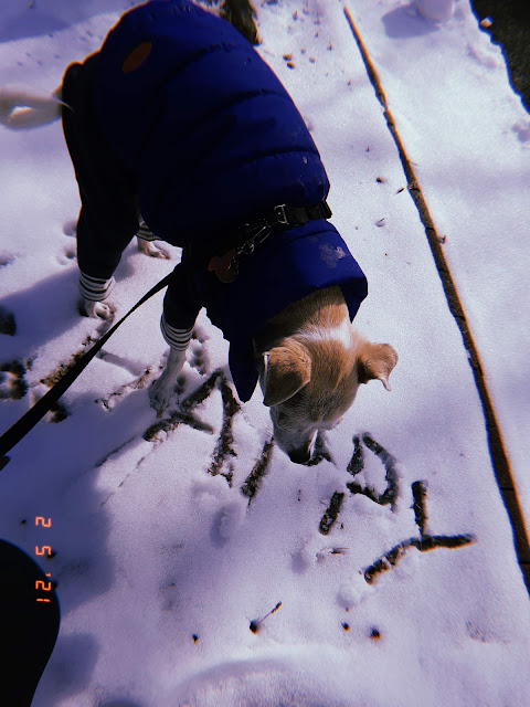 walking dog in a winter wonderland