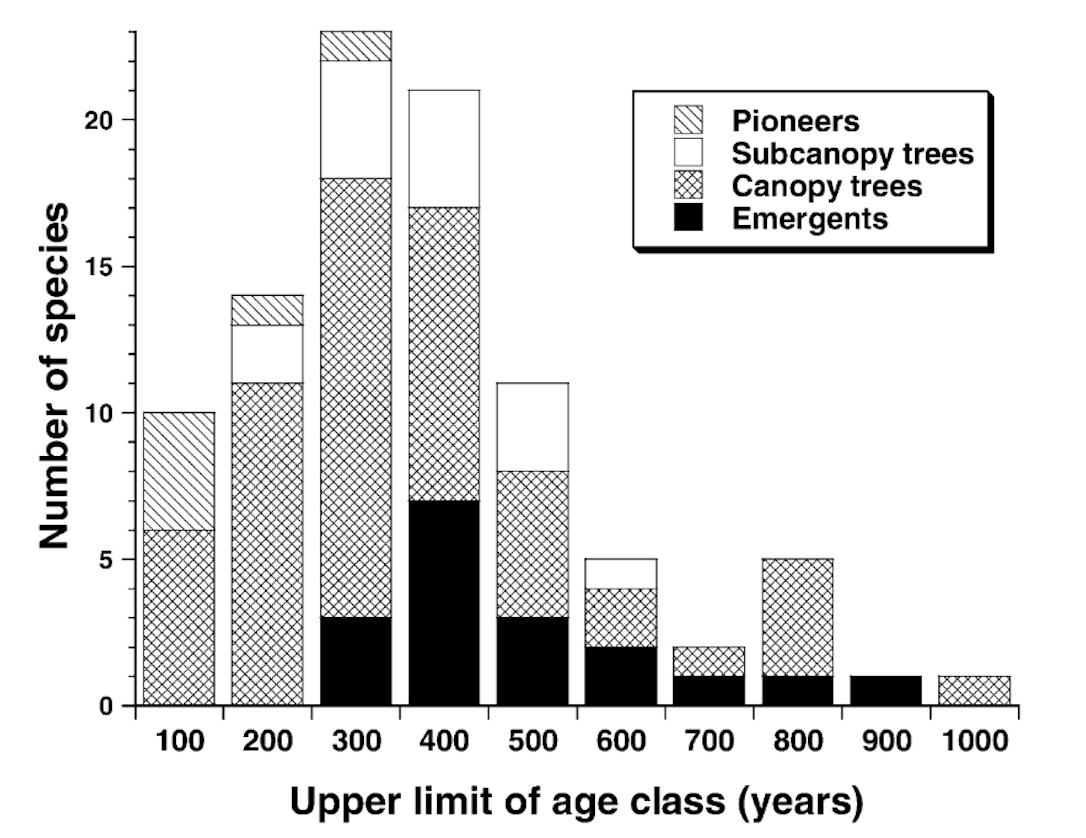NephiCode: How Old Are the Trees in the Amazon Rain Forest?
