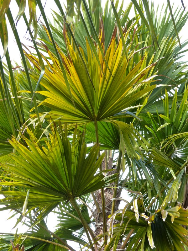 Faaxaal Photos nature gratuites et libres de droits Saribus