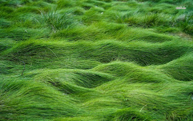 http://www.desktopwallpapers4.me/nature/grass-in-the-wind-12478/