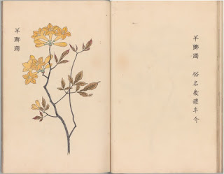 FLOS, 花, BLUME, FLOWER, 華,FLEUR, FLOR, ЦBETOK, FIORE