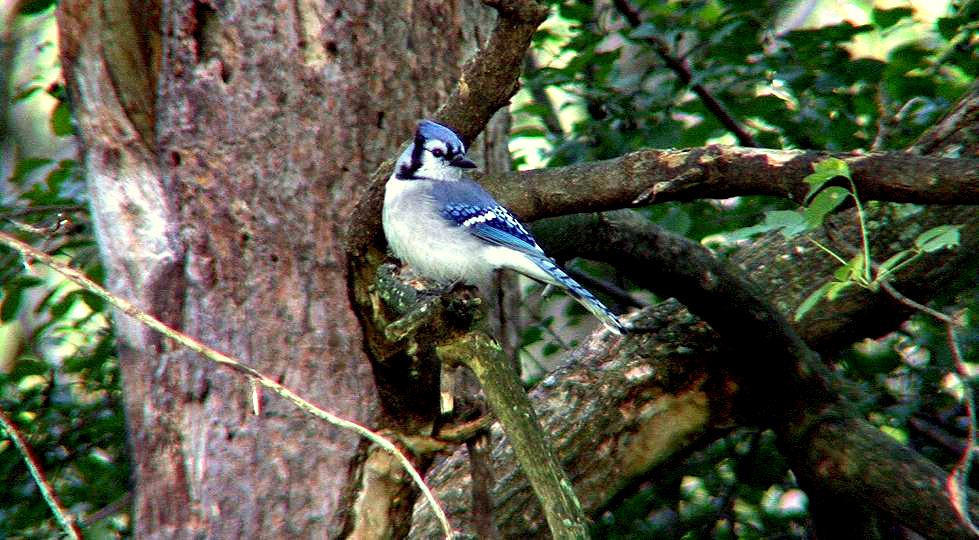 Tales From The Wilds: Mimicking Blue Jays and Killer Cardinals