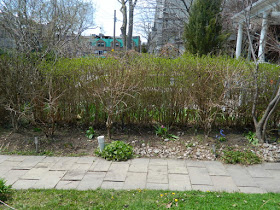 Summerhill Toronto spring garden cleanup after Paul Jung Gardening Services