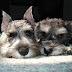 12 Reasons Schnauzers Are Not The Friendly Dogs Everyone Says They Are