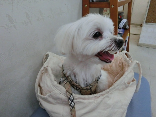 For Maltese Dog Lover 病院に行って鎮痛剤出してもらいました