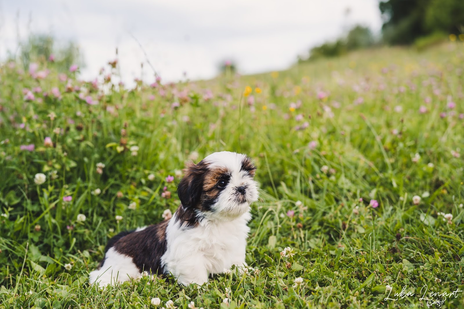 Kužki pri fotografu