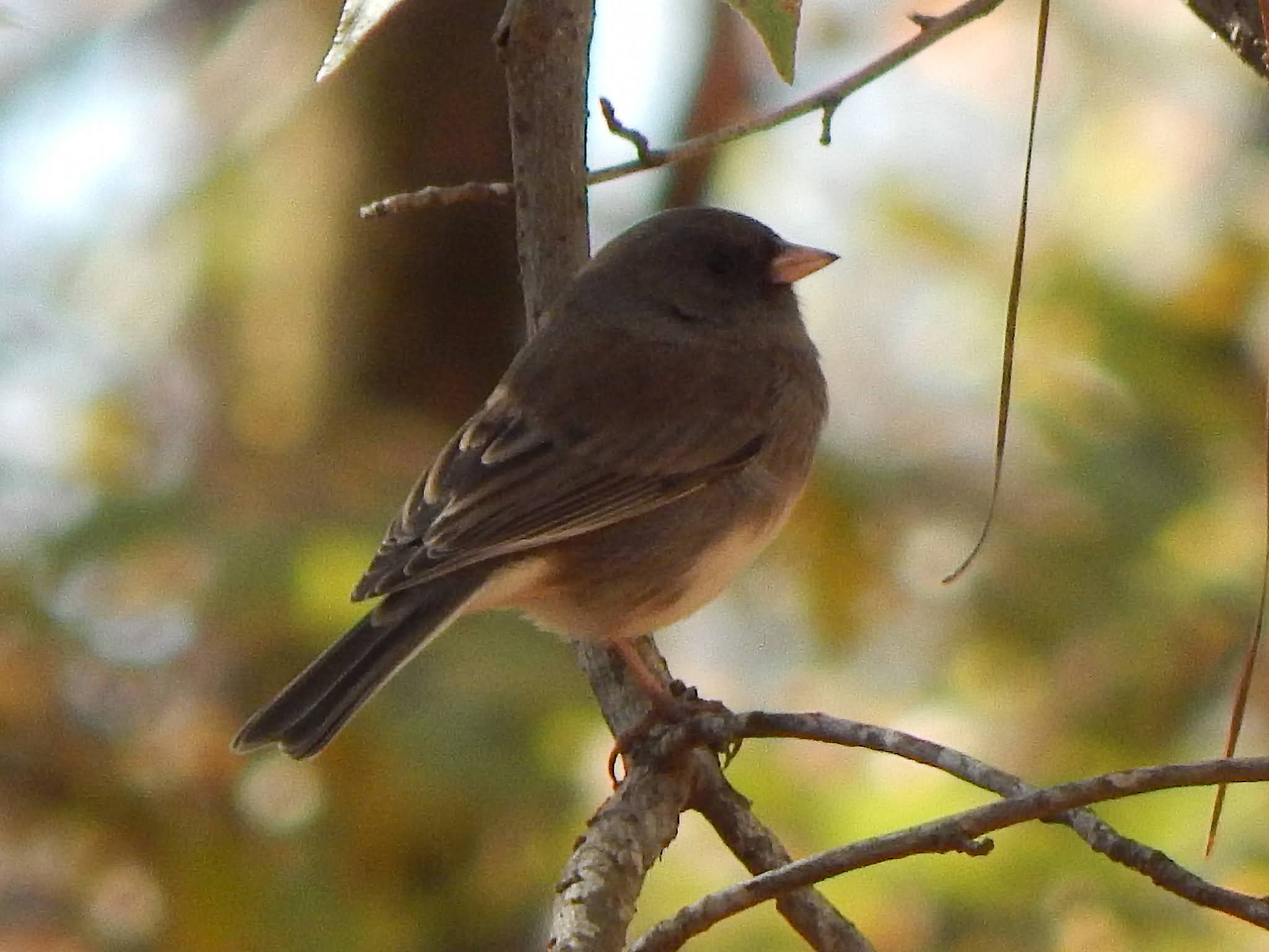 Central Louisiana Birding & Wildlife Kisatchie National Forest