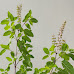 Herbs around us: Know health benefits of Tulsi