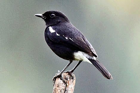 Catetan Kicau Download Mp3 Bunyi Gacor Burung Decu Untuk Masteran