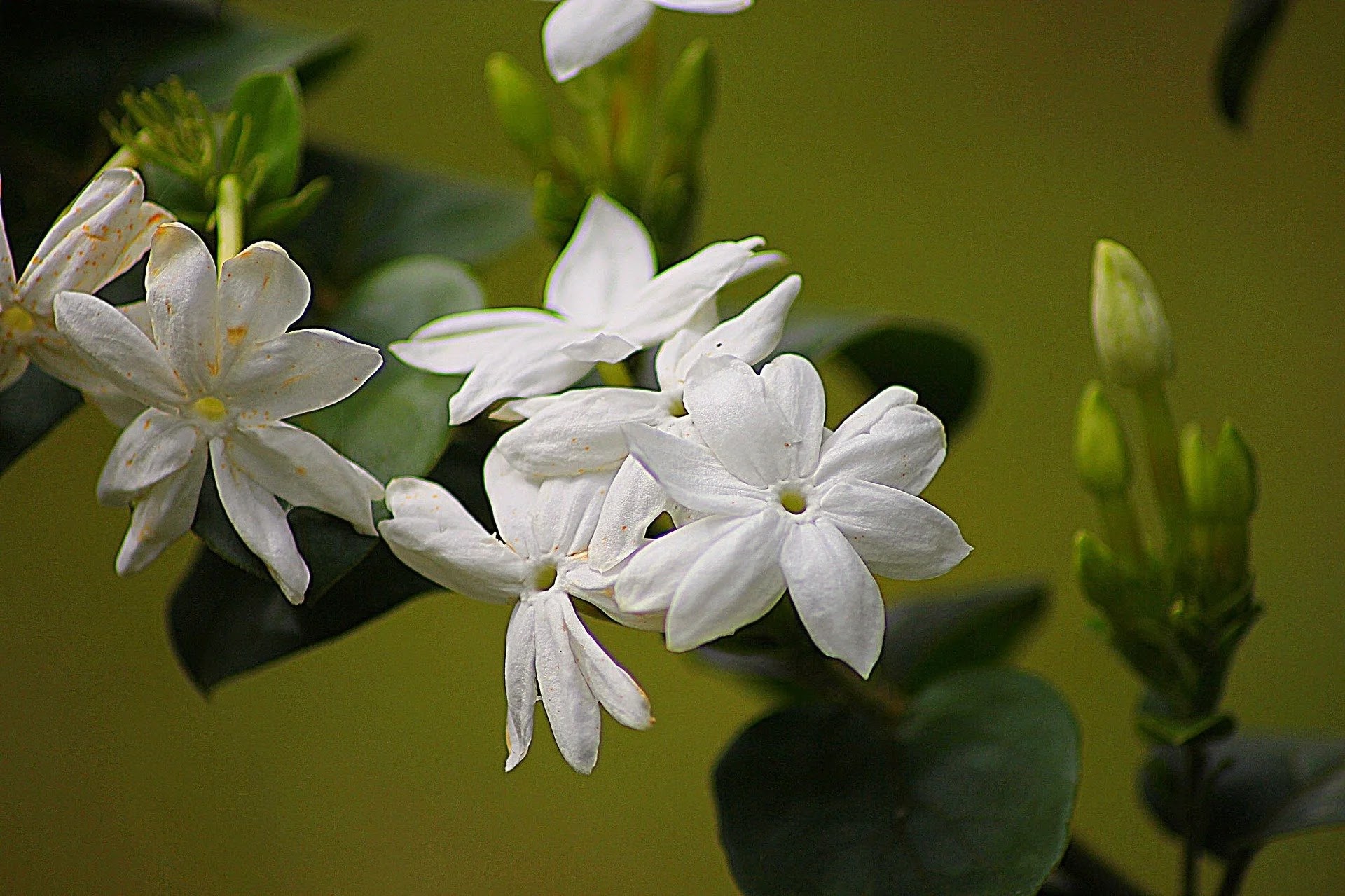 Jui Flower Information In Marathi - जुई फुलांची माहिती मराठी