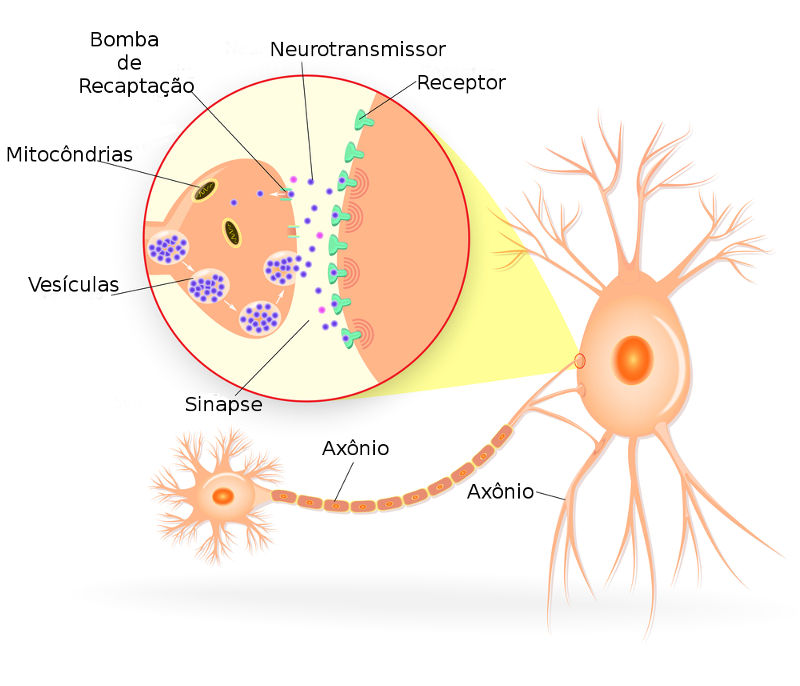 Como ocorre a sinapse elétrica e a sinapse química? Arte no Papel Online Como ocorre a sinapse elétrica e a sinapse química? Arte no Papel Online