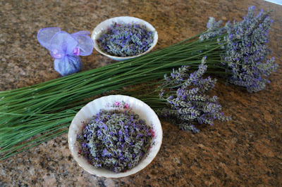 Long-stemmed lavender, Lavendula grosso, as a dried flower and potpourri.