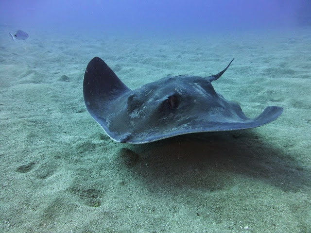 Runder Stechrochen – Taeniura grabata © Olivier Schmied 15