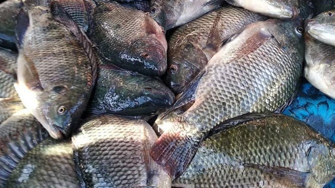 Budidaya Ikan Mujair, Kiat Sukses untuk Cuan Berkilau! Budidaya Ikan Mujair, Kiat Sukses untuk Cuan Berkilau!