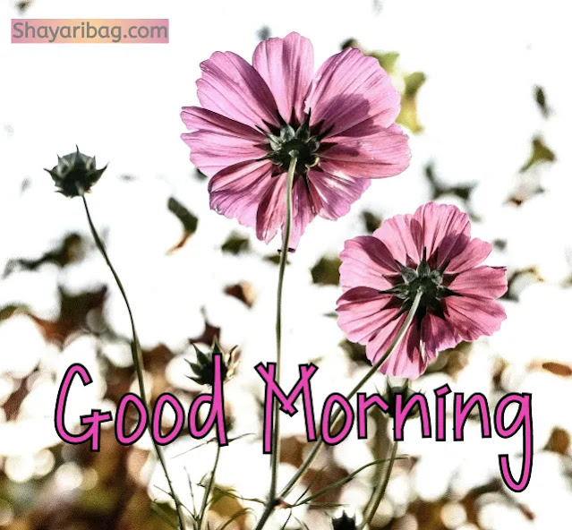 Good Morning Flowers Full HD Images Good Morning Flowers Full HD Images