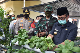 Dalam Rangka Ketahanan Pangan, Polresta Cirebon Gelar Panen Raya Dalam Rangka Ketahanan Pangan, Polresta Cirebon Gelar Panen Raya
