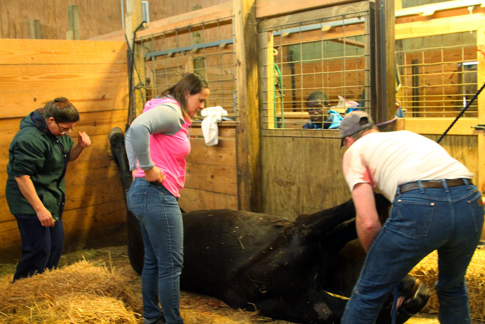 The Horsemeister Blog Emergency C Section