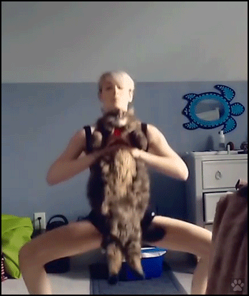 Funny Cat GIF • Amazing workout. How to use using a 23lb Norwegian Forest cat to do squats Funny Cat GIF • Amazing workout. How to use using a 23lb Norwegian Forest cat to do squats