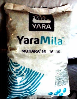 Tanaman Hias Obat – Obatan