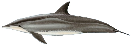 Golfinho-de-Dentes-Rugosos (Steno bredanensis) Golfinho-de-Dentes-Rugosos (Steno bredanensis)
