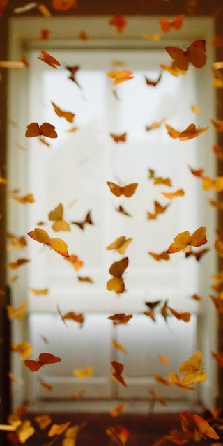 Wallpaper for iphone Room Butterfly