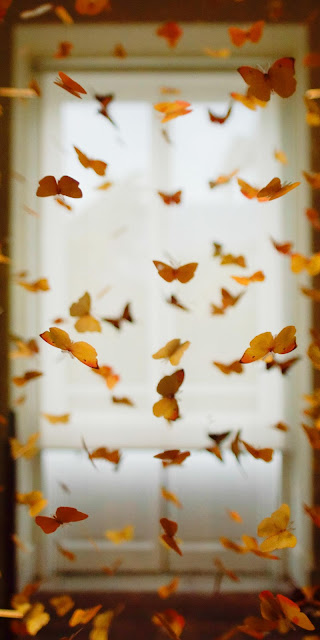 Wallpaper for iphone Room Butterfly Wallpaper for iphone Room Butterfly