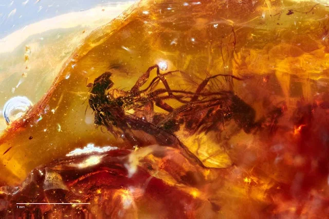 Amber With Two Flies That Got Stuck Mating 40 Million Years Ago Discovered