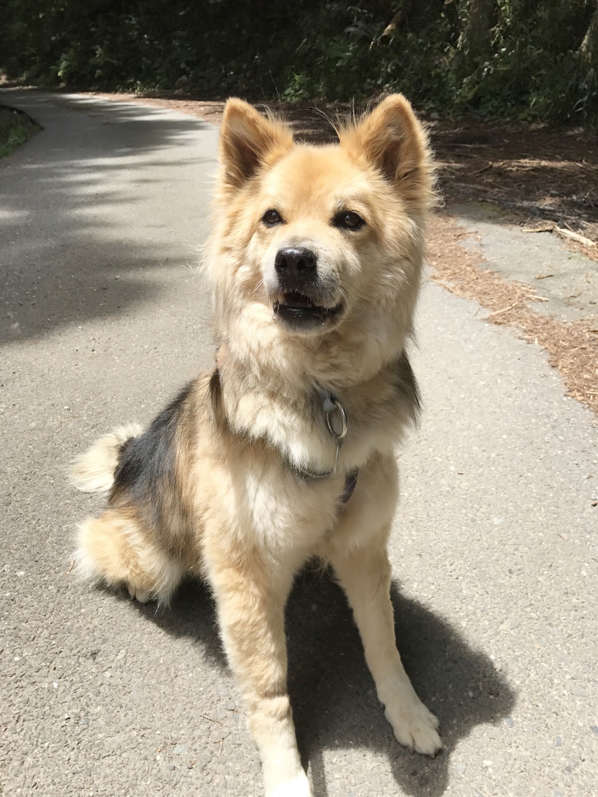 The 16 Best Dog Breeds To Adopt In Your 20s & 30s Pets Lovers