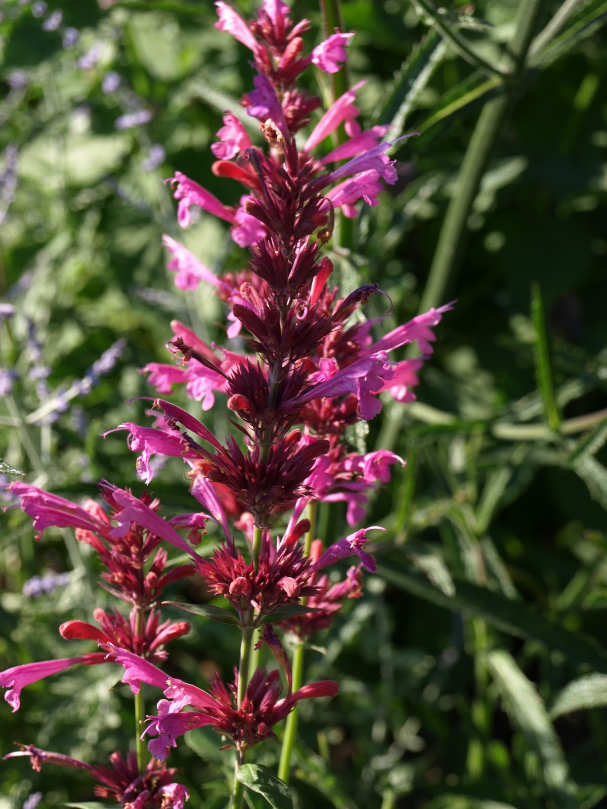 Trädgård i torslanda: agastache