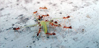 How to get rid of ants in the bathroom