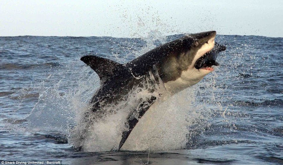 Military Pictures: 4 m great white shark leaping out of the water the