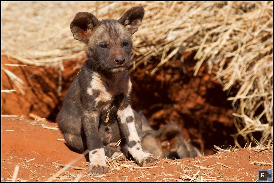 Eco Lodge South Africa Mosetlha Bush Camp Madikwe Wild Dogs